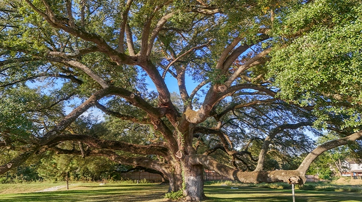 Oakview farms gallery LAREDO